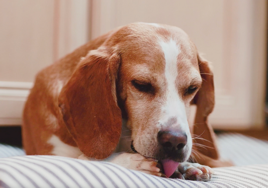 Itchy Skin? Upset Stomach? Is Chicken to Blame For Your Pets Allergies