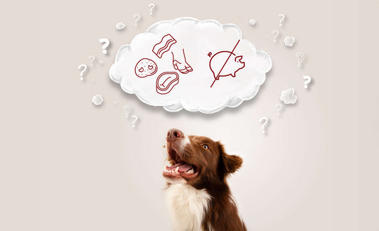 To Pig or Not to Pig? Understanding the Pros and Cons of Feeding Pork to Dogs