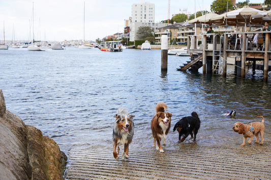 Exploring Kirribilli with Your Furry Friend: Dog-Friendly Activities and Treats at The Dog Days