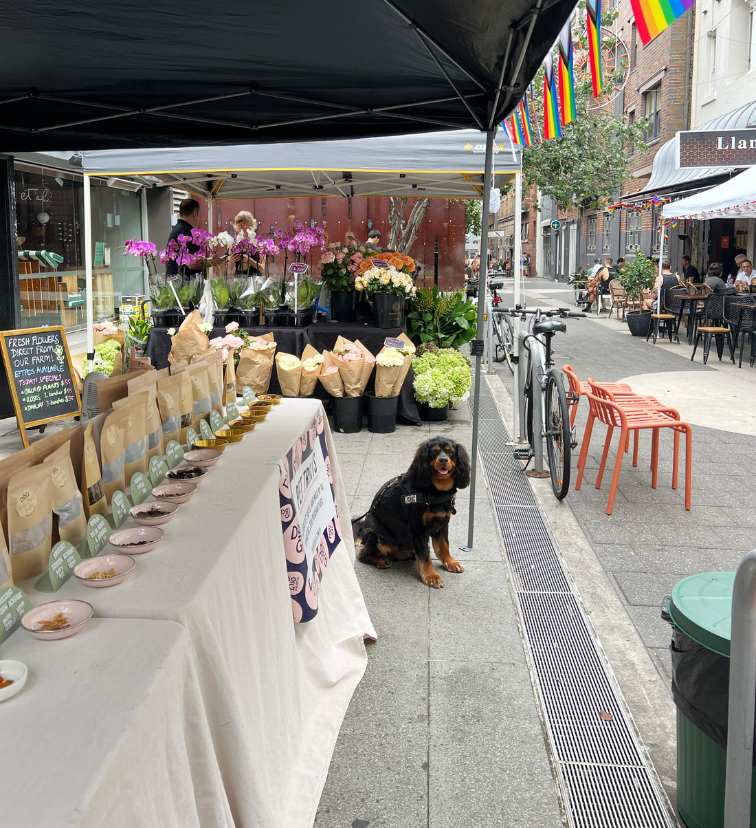 Spend a Saturday dining on Llankelly Place Potts Point with your pooch